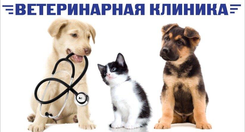 Арсеньевская ветеринарная станция по борьбе с болезнями животных