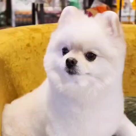 Хвост БРО groom