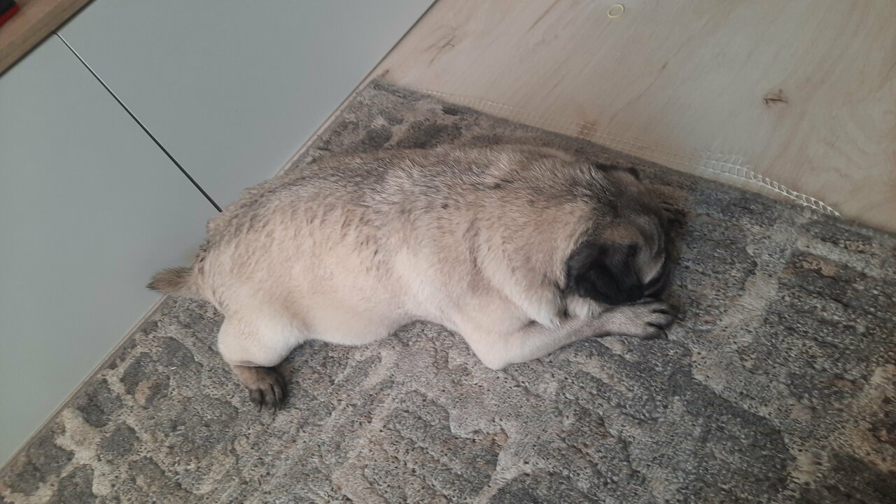 Ветлечебница