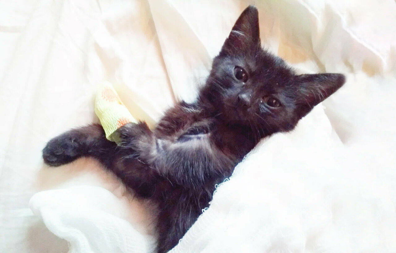 Ветеринарная клиника Забота