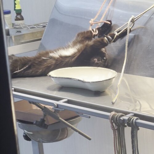 Станция по борьбе с болезнями животных