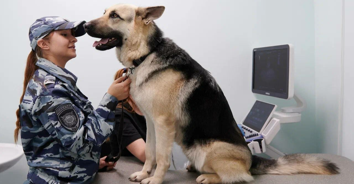 Центр здоровья животных