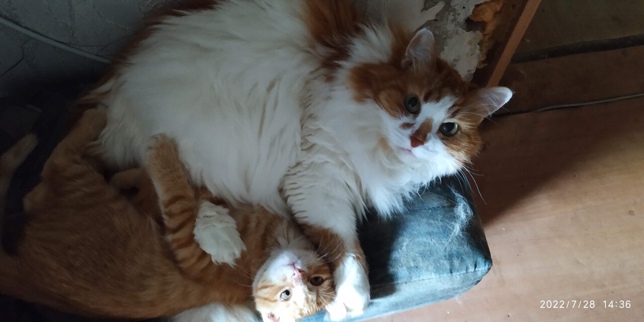 Сами с усами