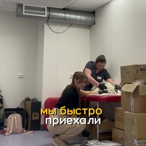 Фото «Ветеринарный банк крови Вельвет»