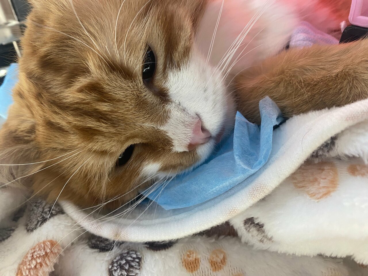 Жужа и Маня