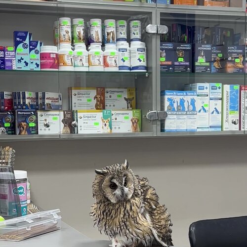 Социальный ветеринарный госпиталь