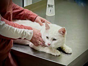 Счастливый хвост