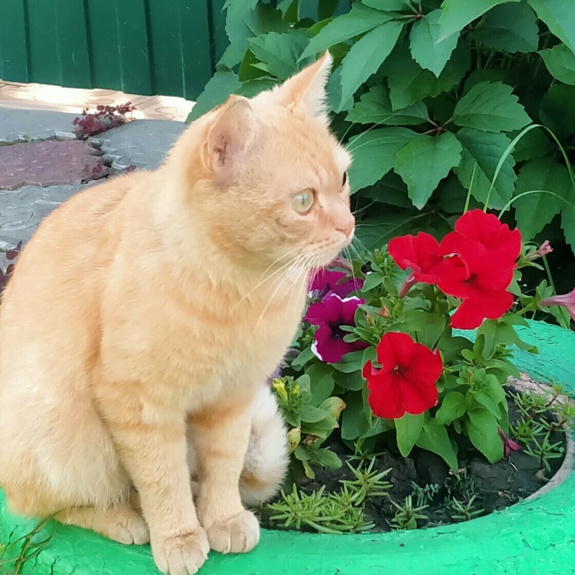 Ветеринарный кабинет