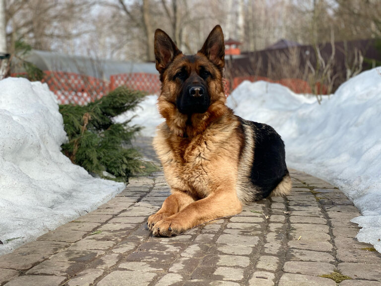Фото клиники VipPetClub