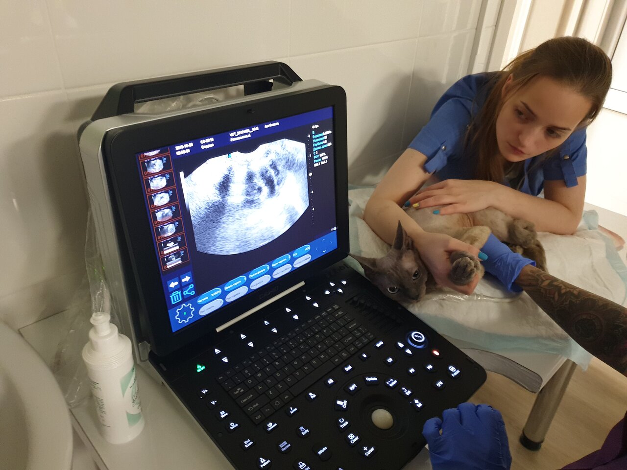 Эйс Вентура