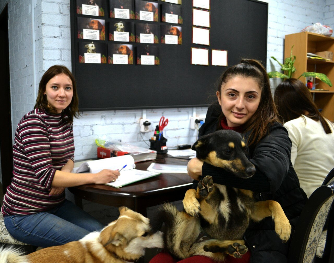 Собачий патруль