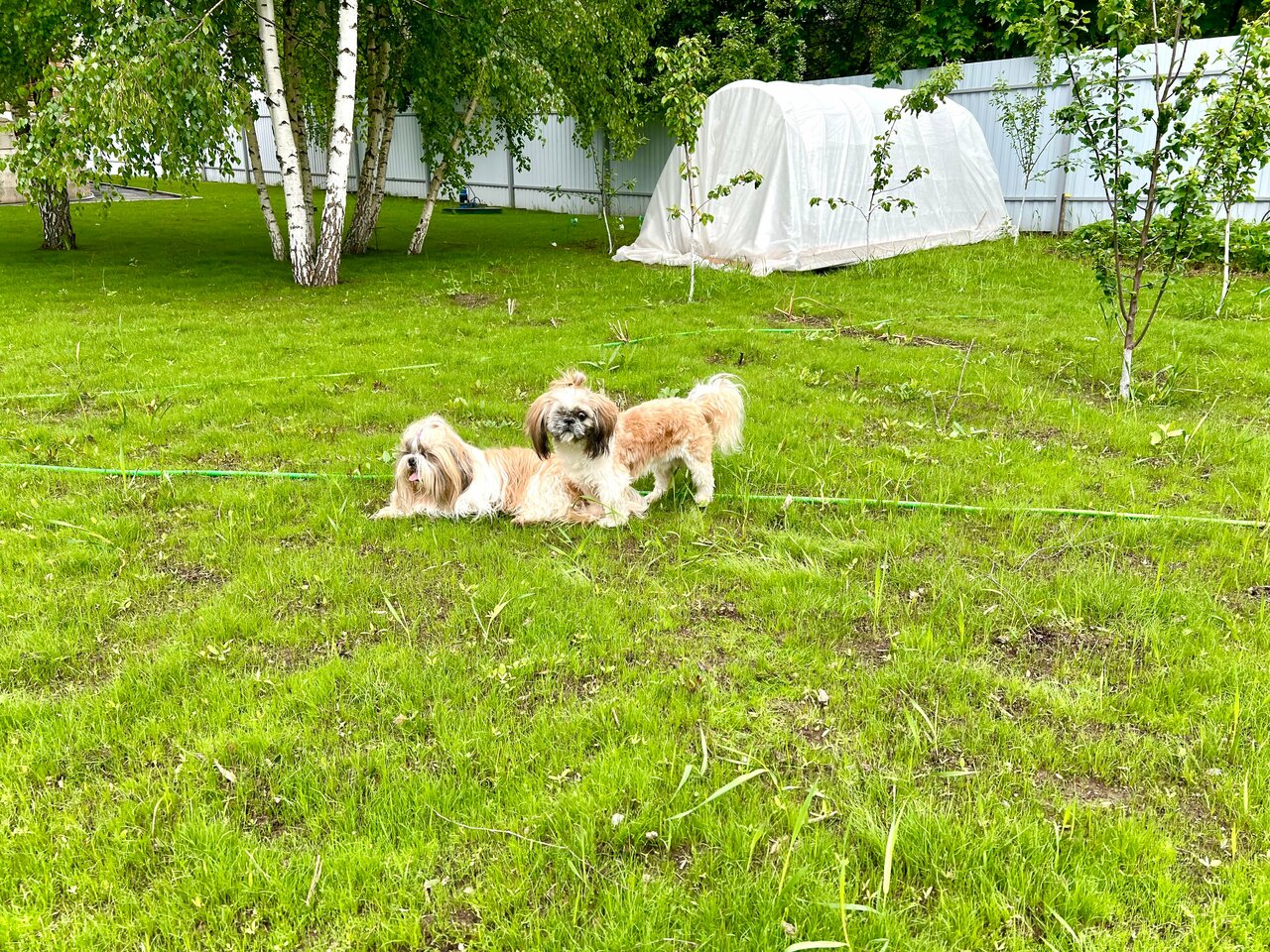 Территориальное ветеринарное управление № 5 Ветеринарная станция по Г. О. Домодедово и Подольск