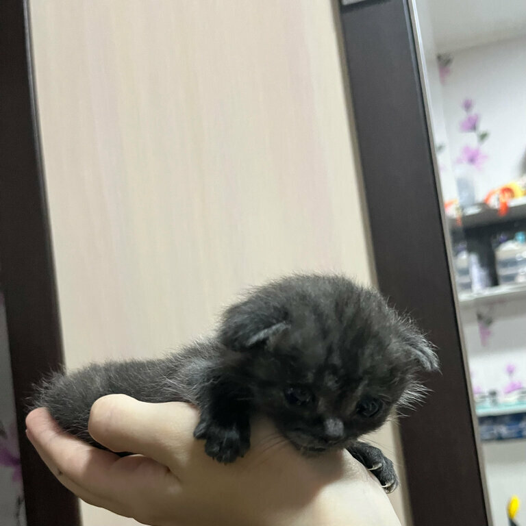 Ветеринарная клиника