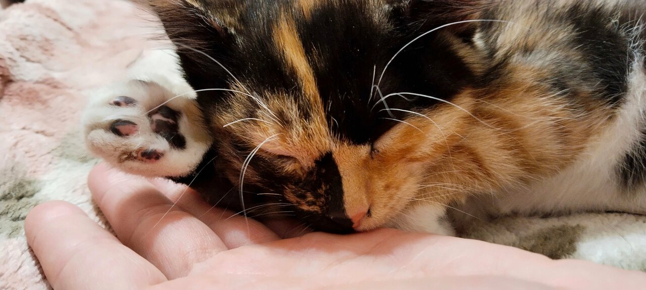 Верные друзья