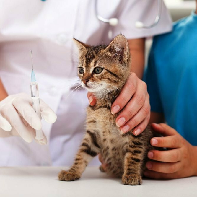 Ветеринарный центр - ДоброВет