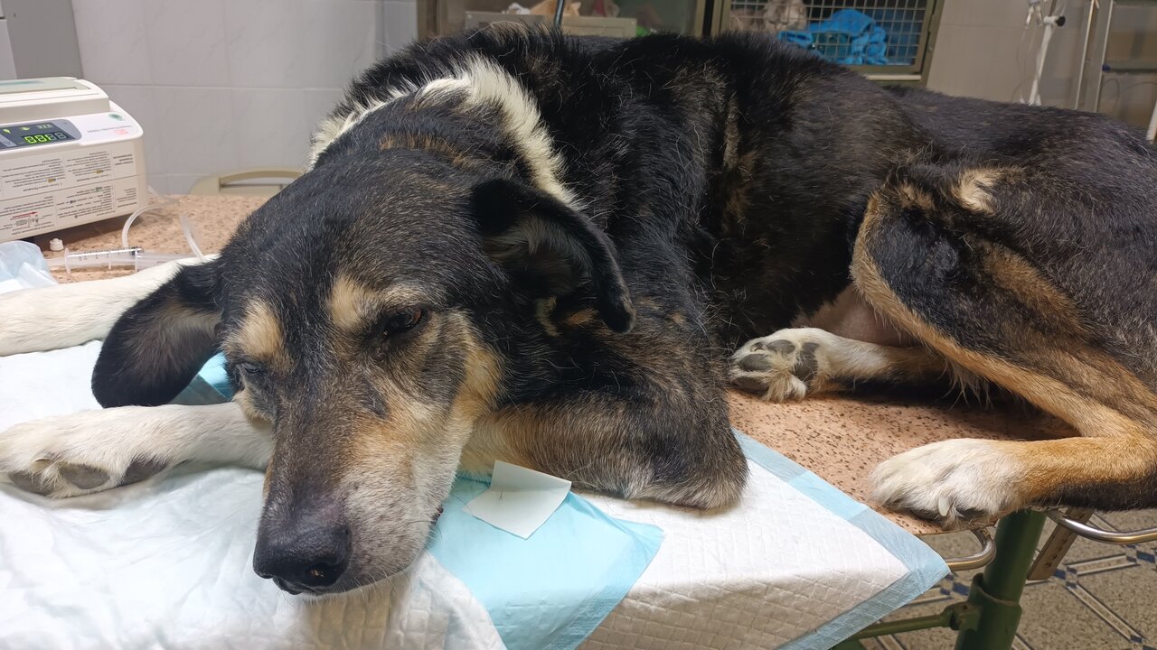 Апатитская городская ветеринарная станция