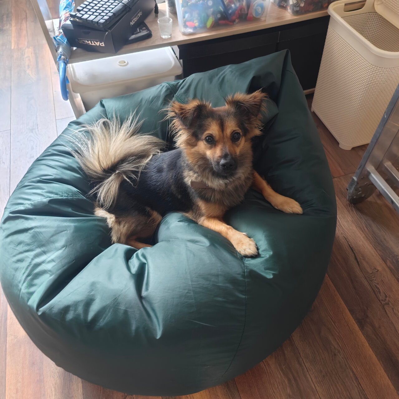 Дзержинская ветеринарная станция