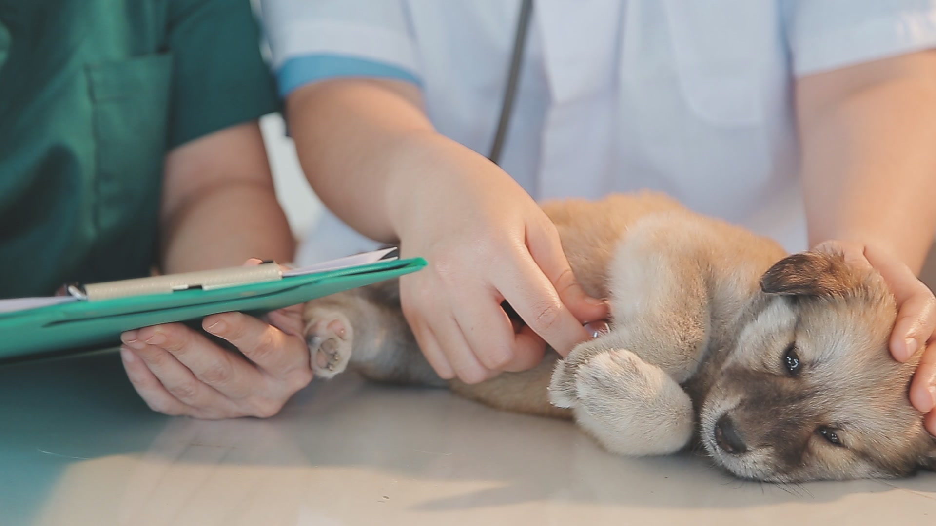 Домашний питомец