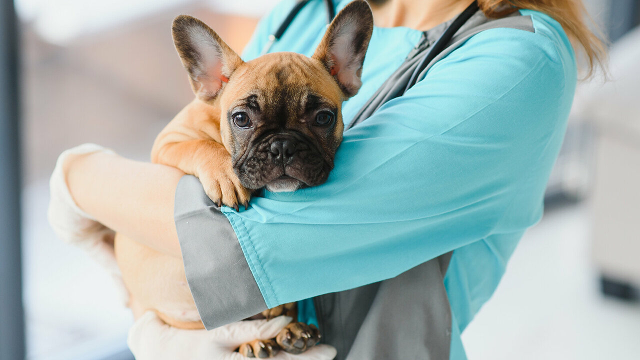 DogVet