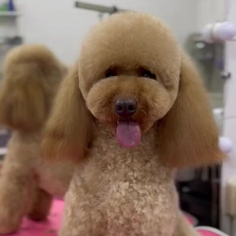 У Фрау Мур Мяу