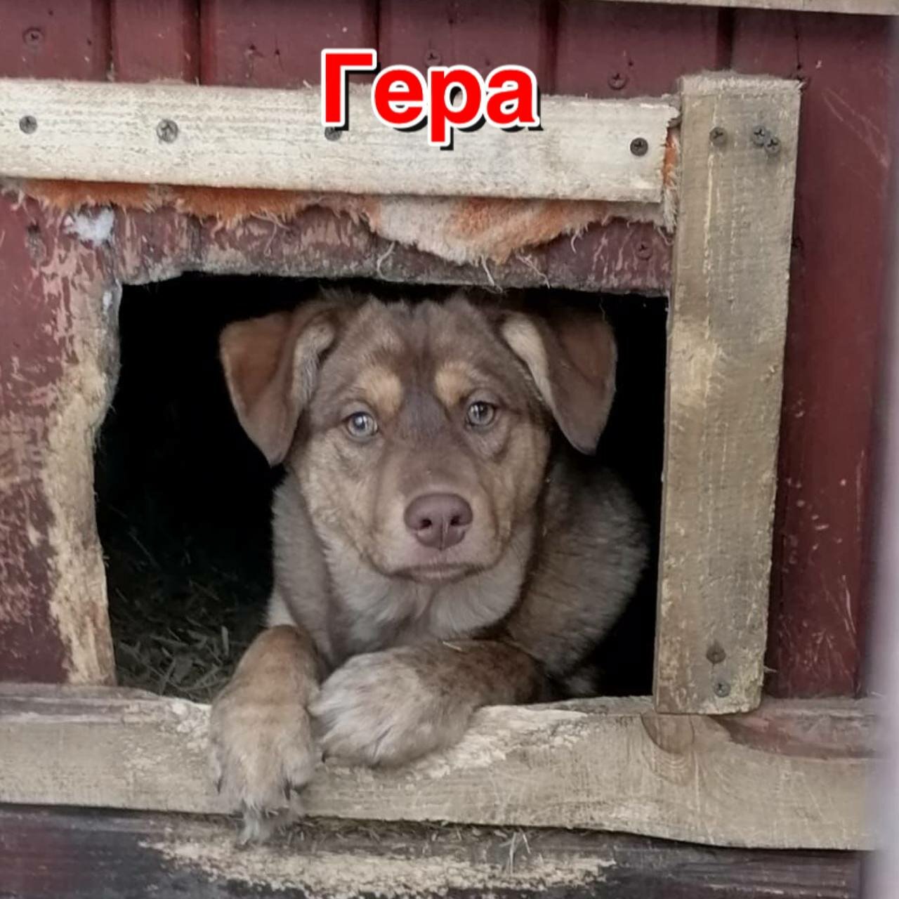 Приют для животных Шанс