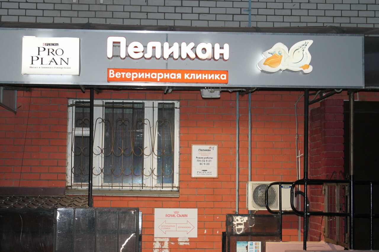Фото «Пеликан»