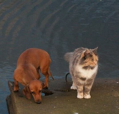 Мончегорская ветеринарная станция