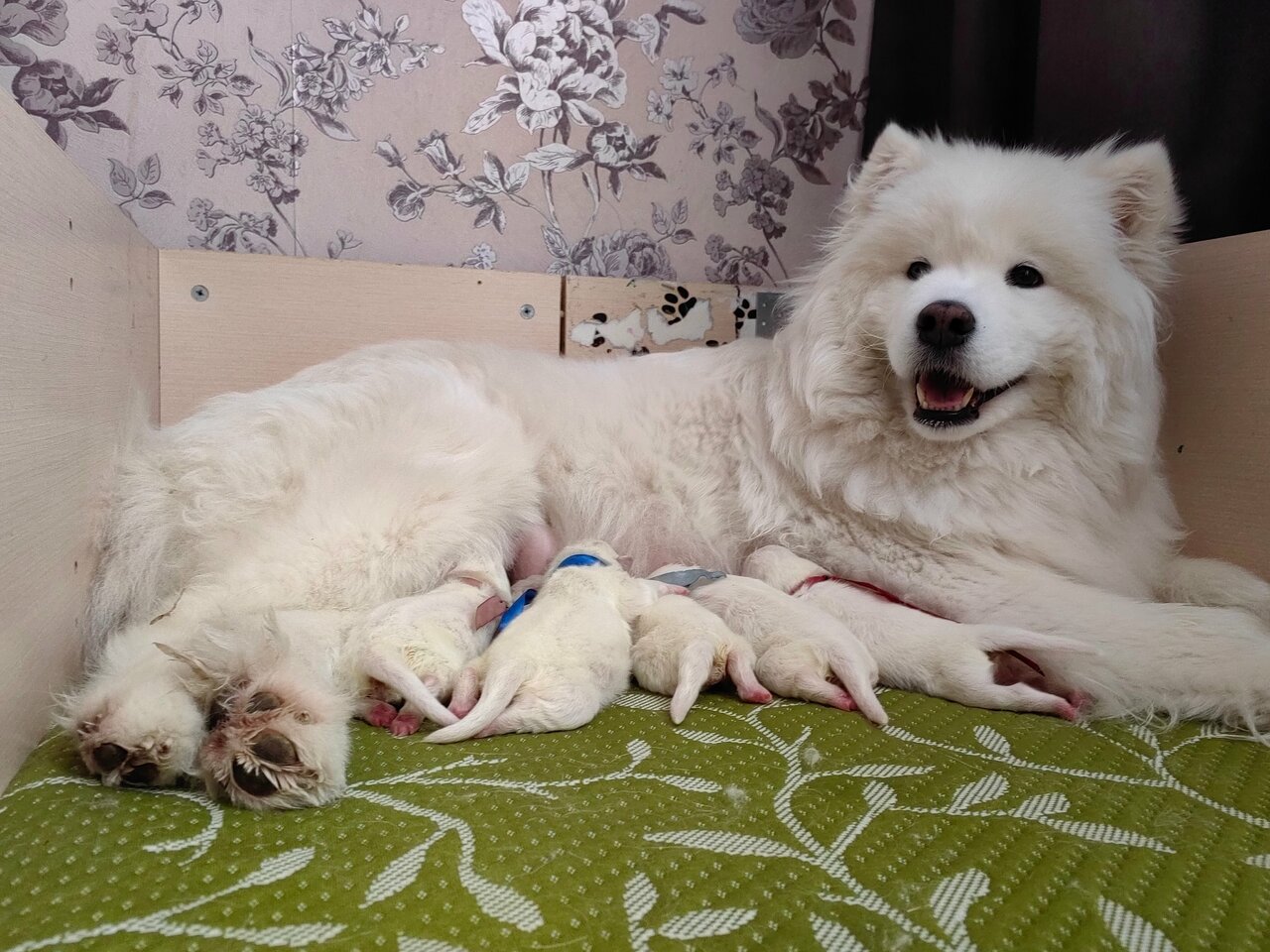 Дальнереченское Всббж