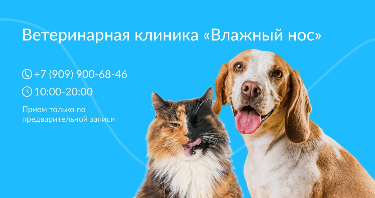 Влажный нос