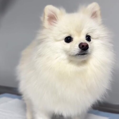 Счастливый хвост