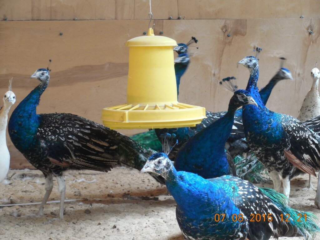 Елецкая городская станция по борьбе с болезнями животных