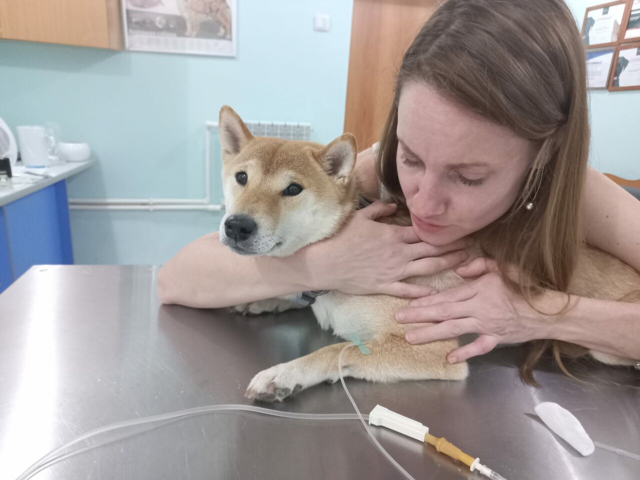 СТО животных