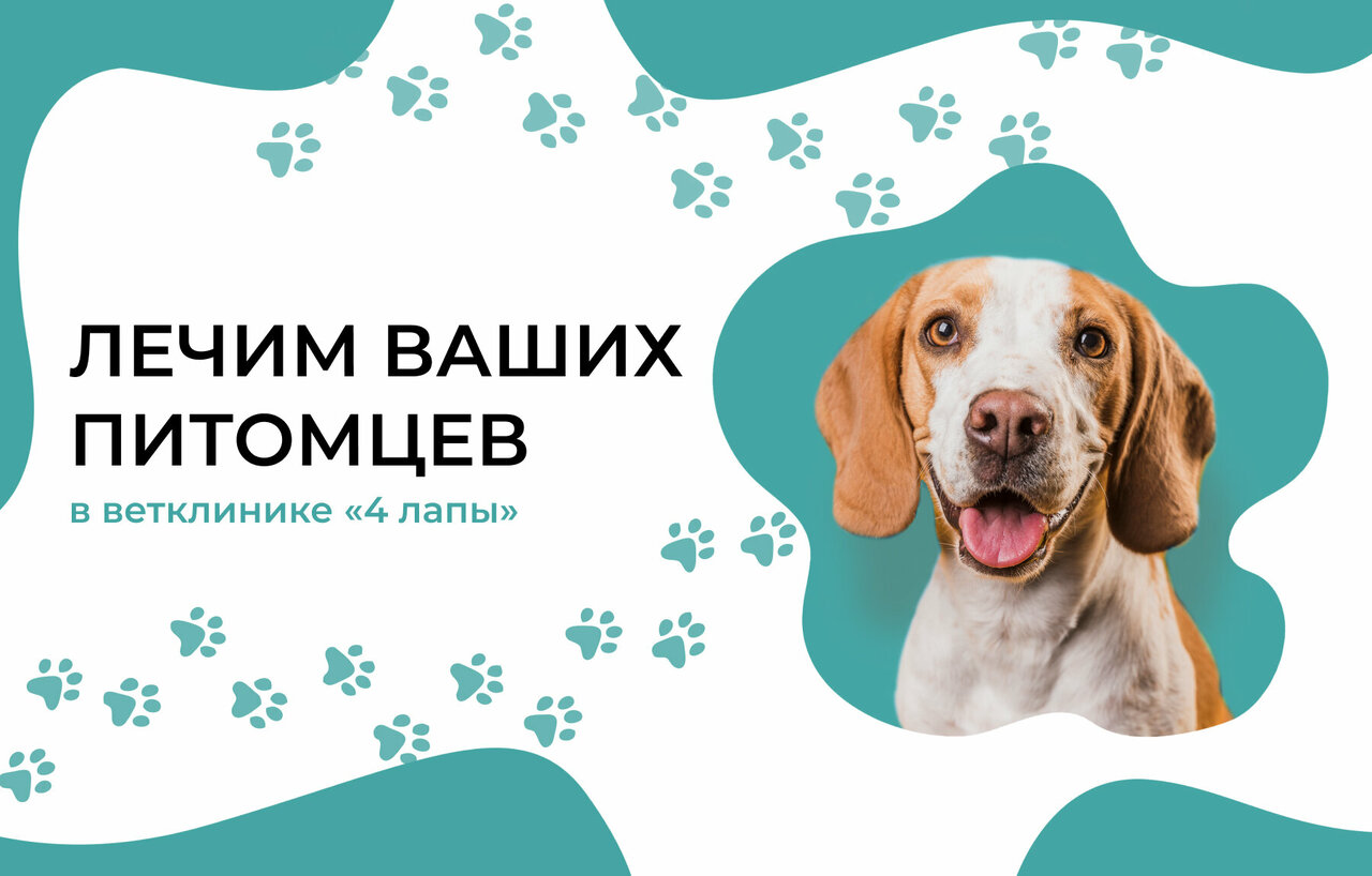 Фото «4 Лапы»