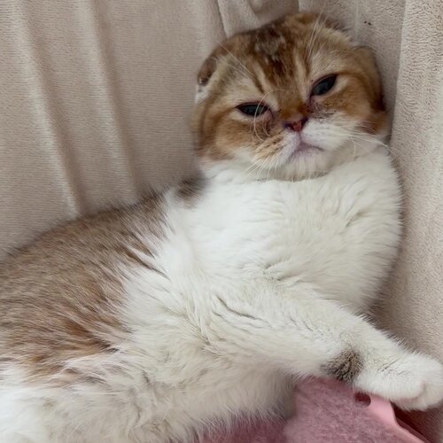 Rich Heir питомник Шотландских кошек