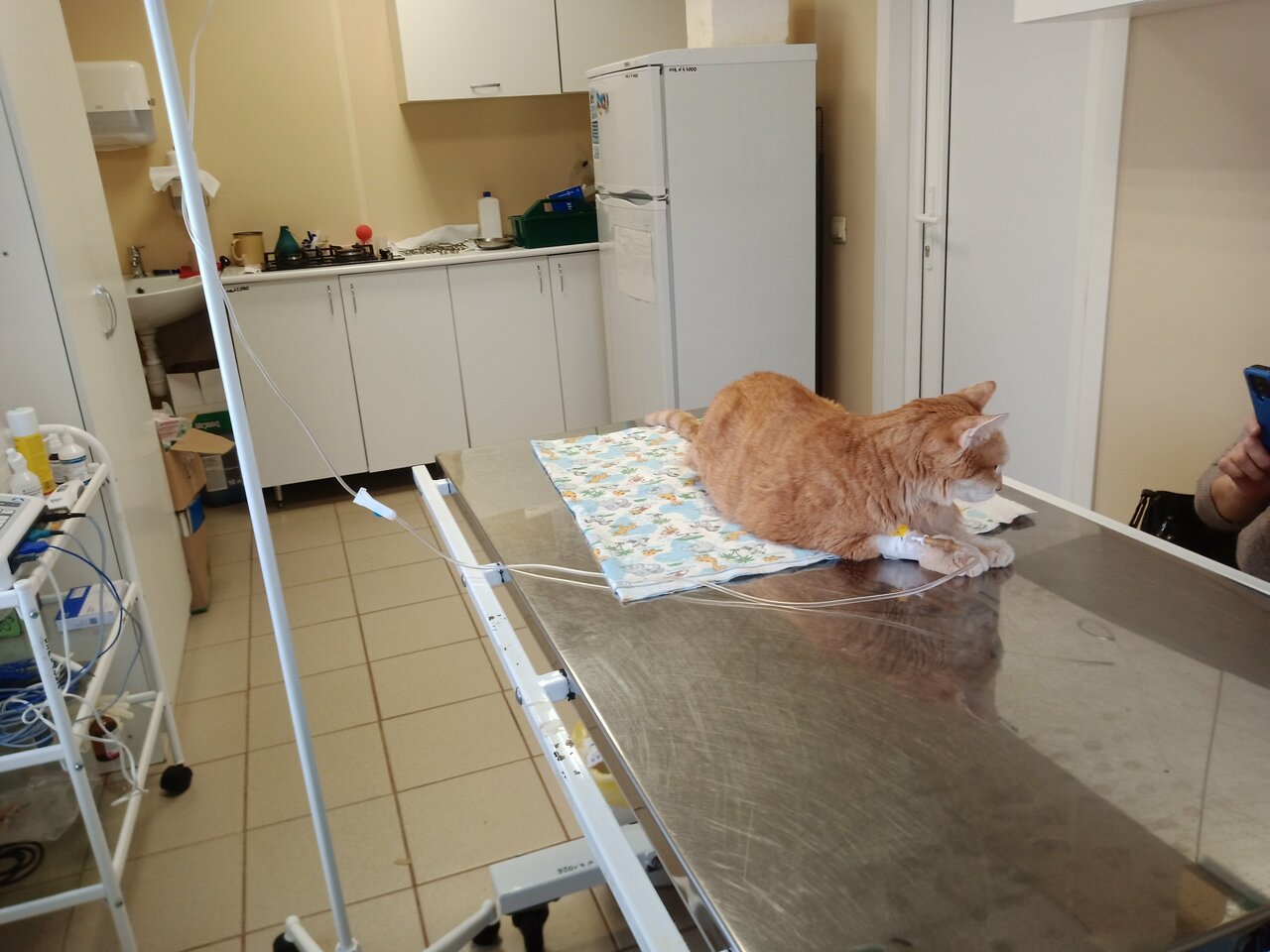 Ветеринария