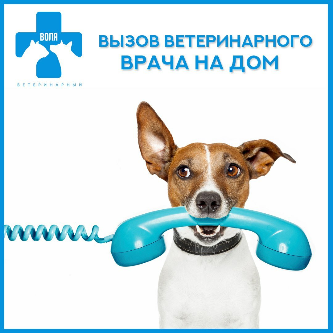 Фото «Воля»