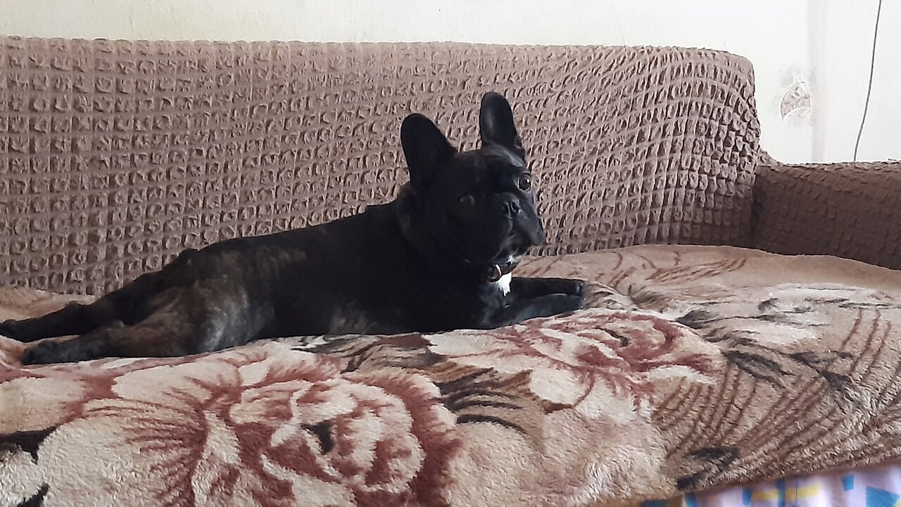 От мышки до слона