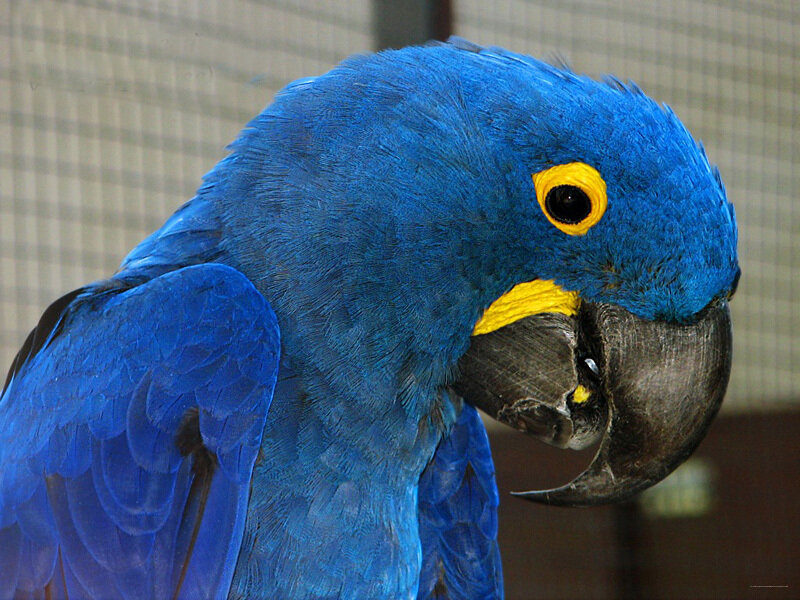 Зелёный попугай