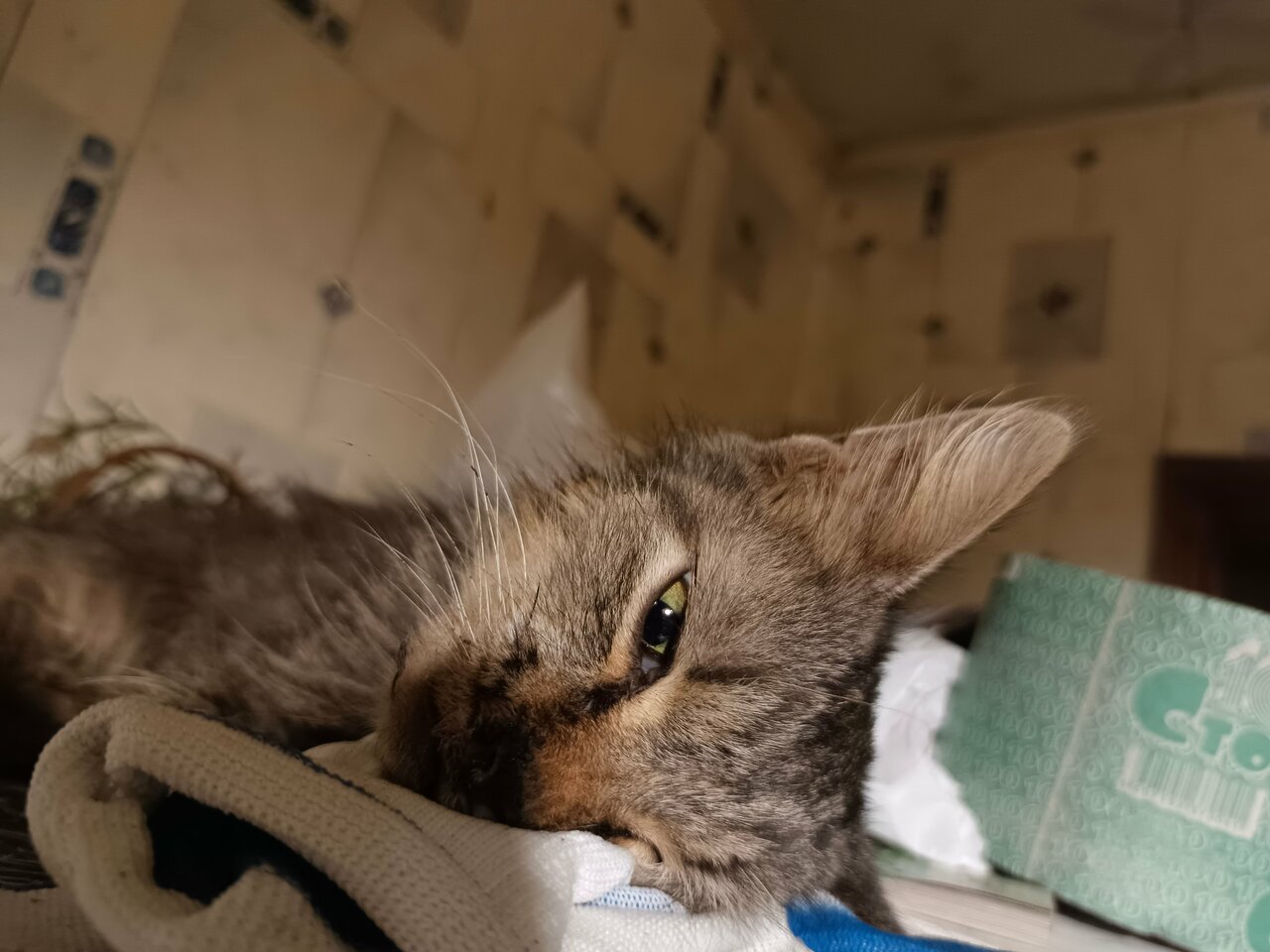 Мосальская межрайонная станция по борьбе с болезнями животных