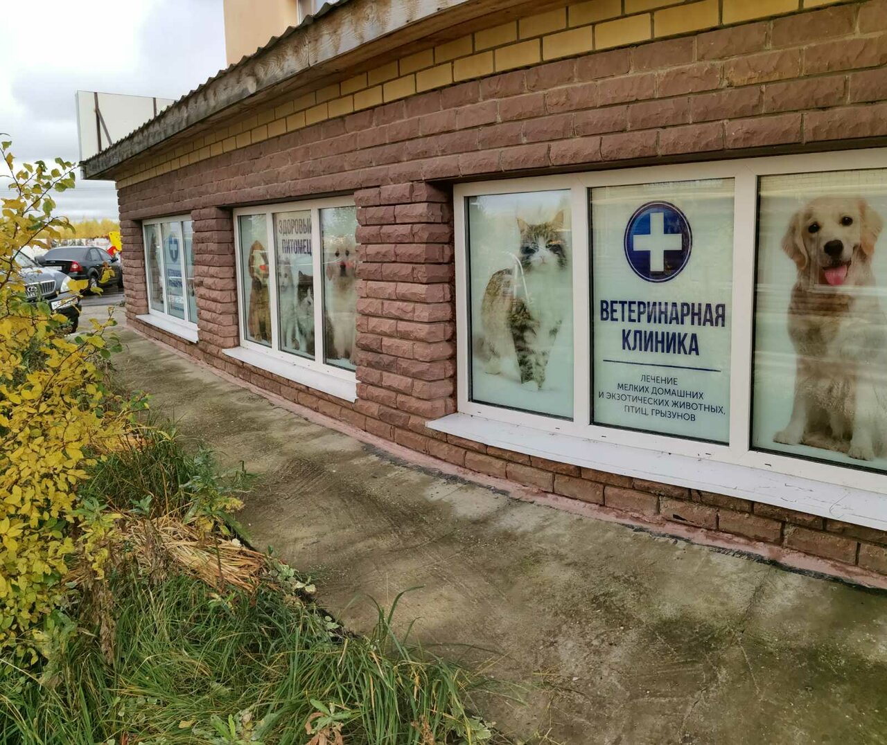 Здоровый питомец