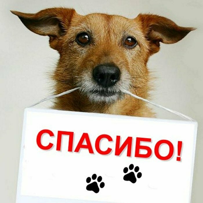 Ветеринарная клиника