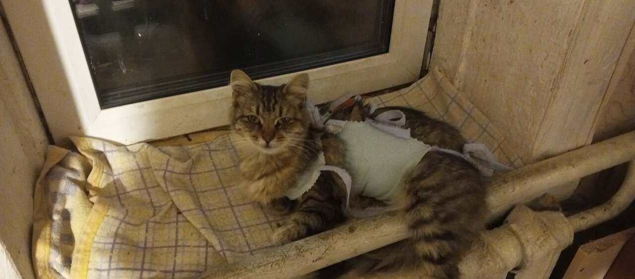 Пункт Стерилизации Лапы и Хвост