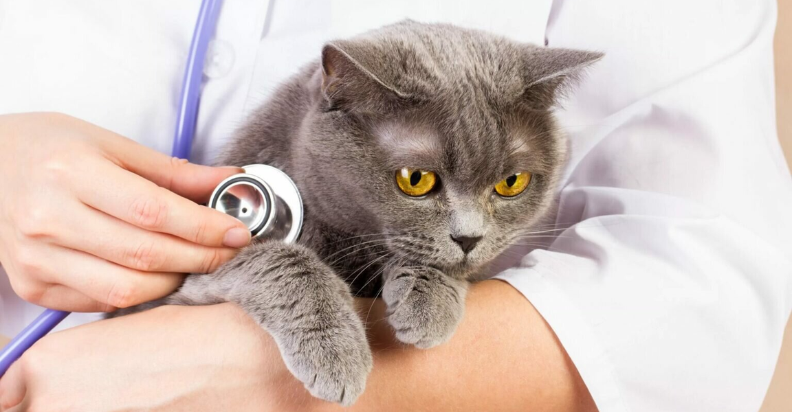 Фото «Айболит»