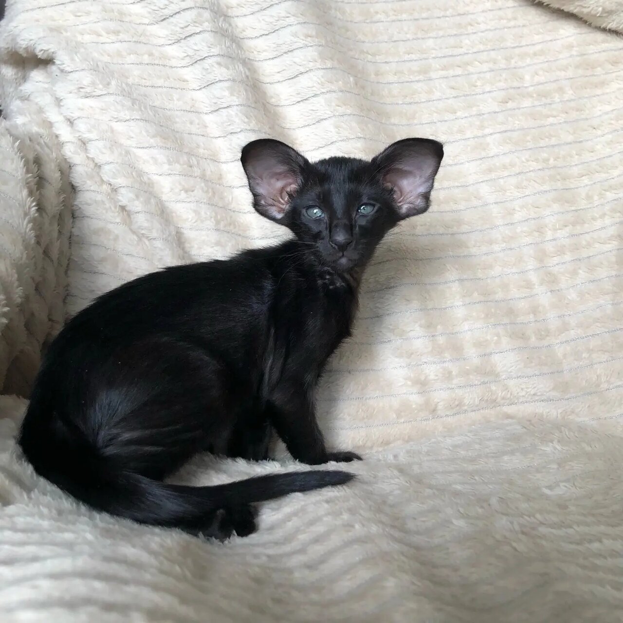 Маленький принц