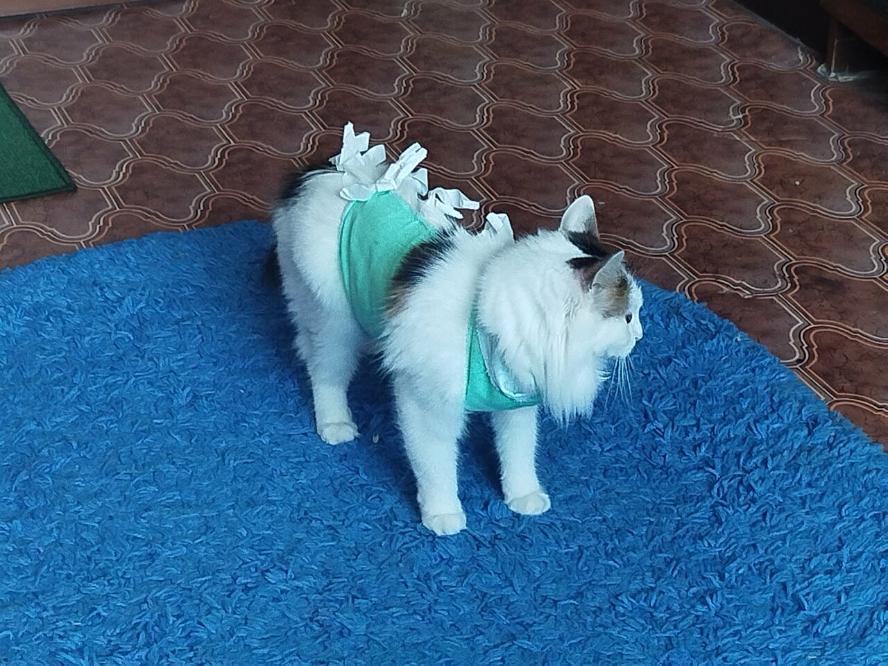 Носики Хвостики