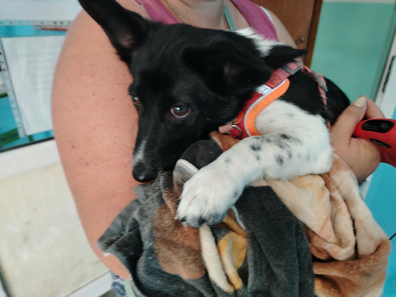 Ветеринарная лечебница Питомец