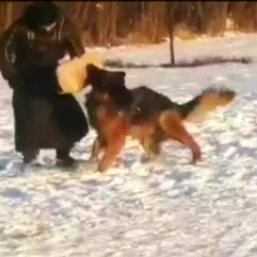 Племенной питомник немецких овчарок Team Зильбер Вассерфаль