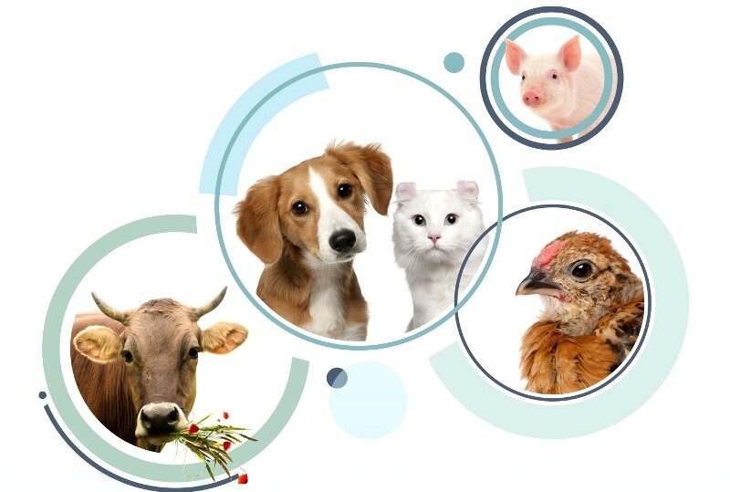 Центр здоровья животных