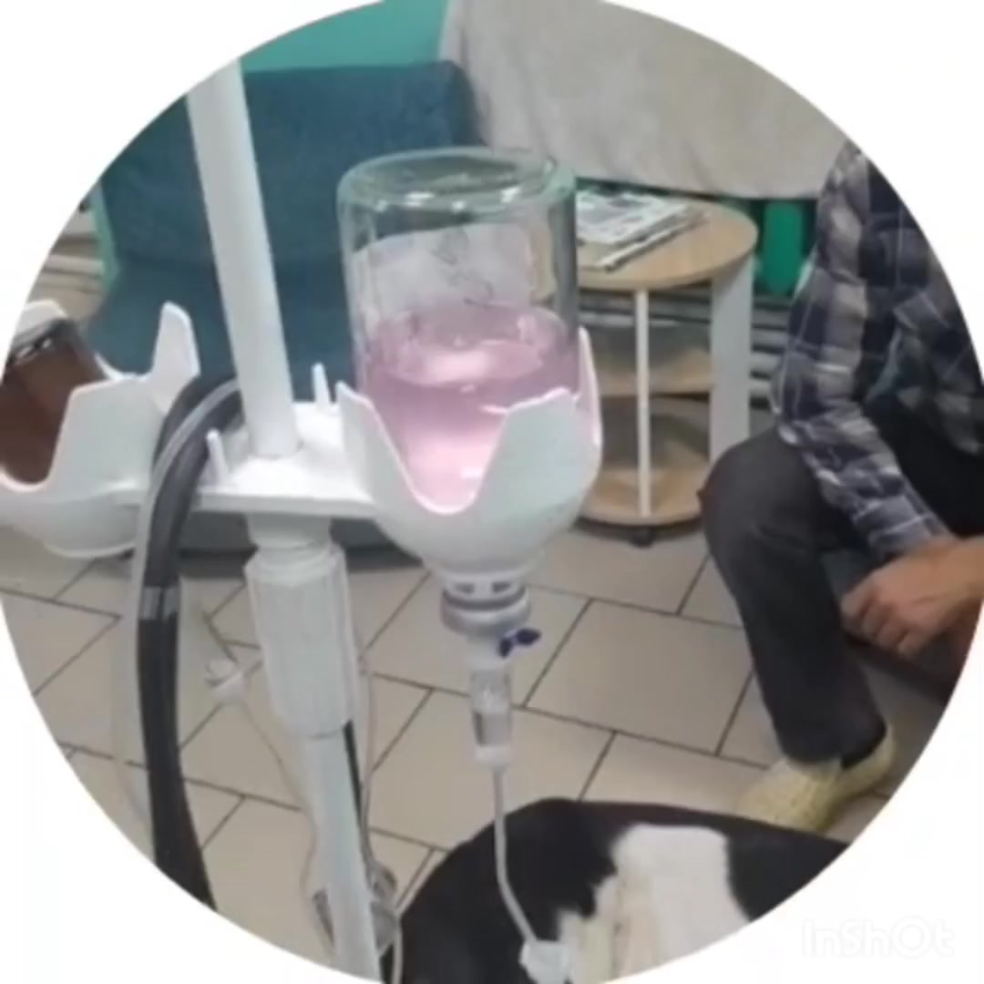 Ветеринарная клиника доктора Мясникова