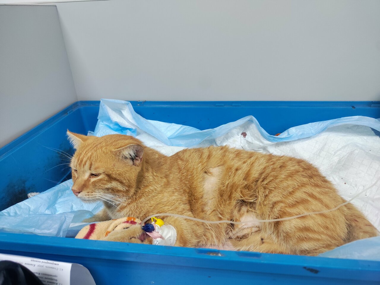 Кораблинская ветстанция